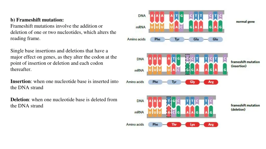 b frameshift mutation frameshift mutations