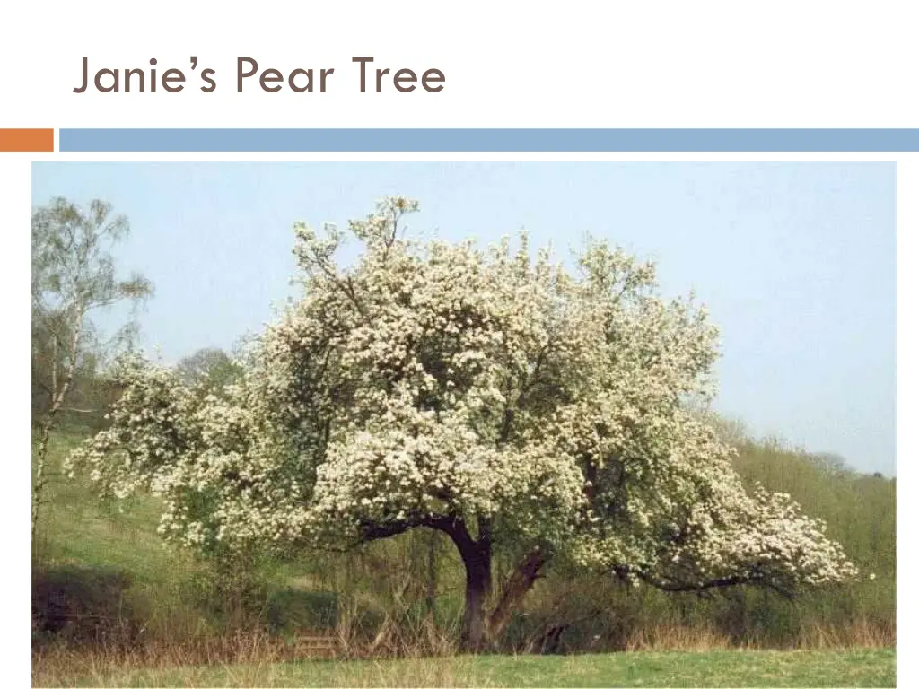 janie s pear tree