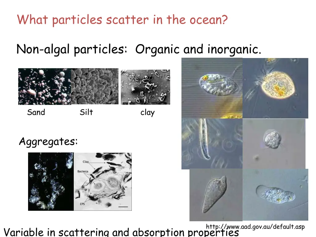 what particles scatter in the ocean 1