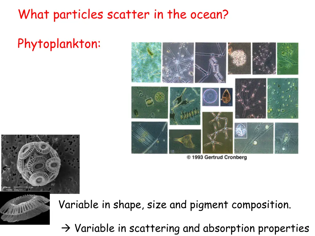 what particles scatter in the ocean