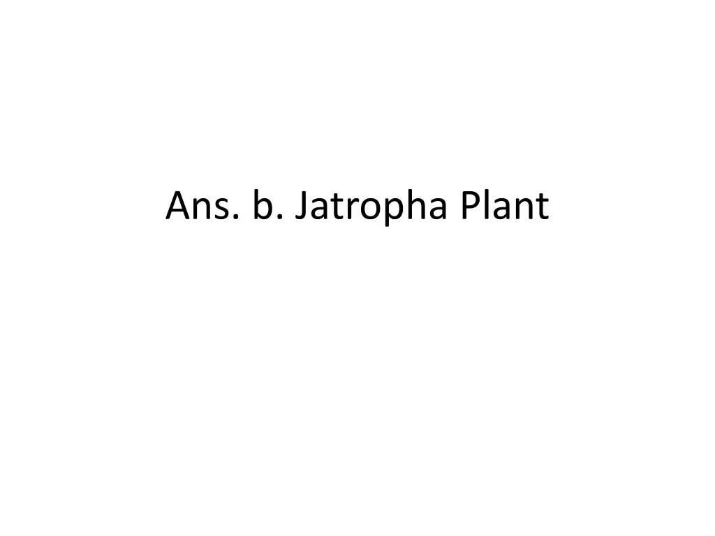 ans b jatropha plant