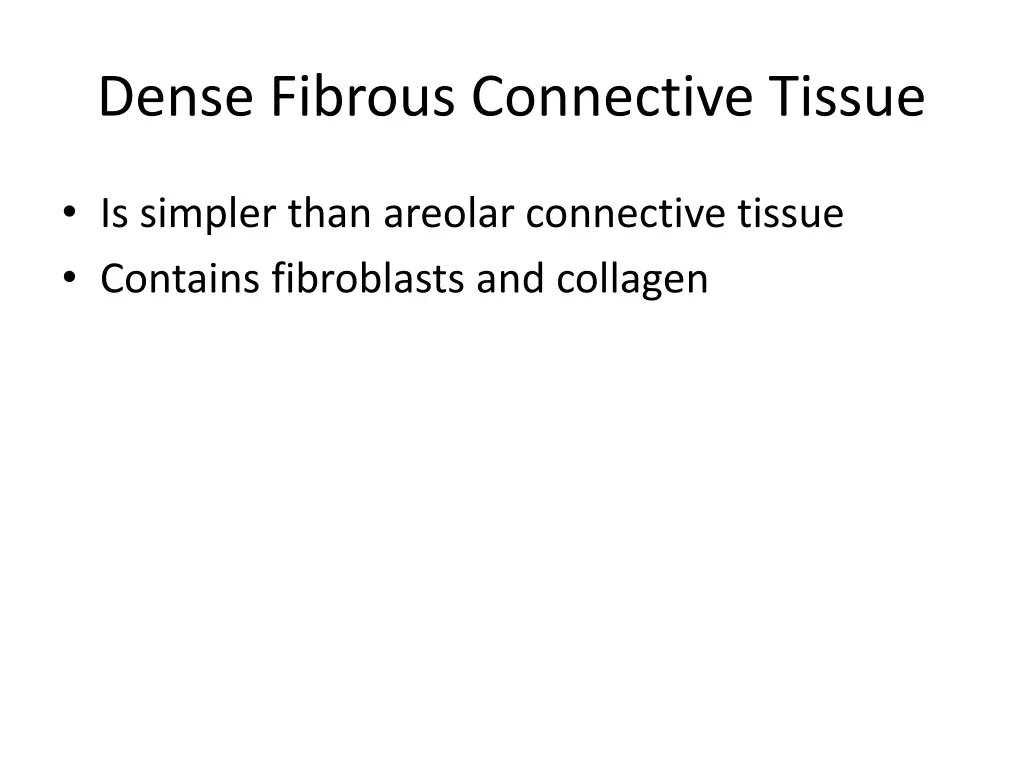 dense fibrous connective tissue