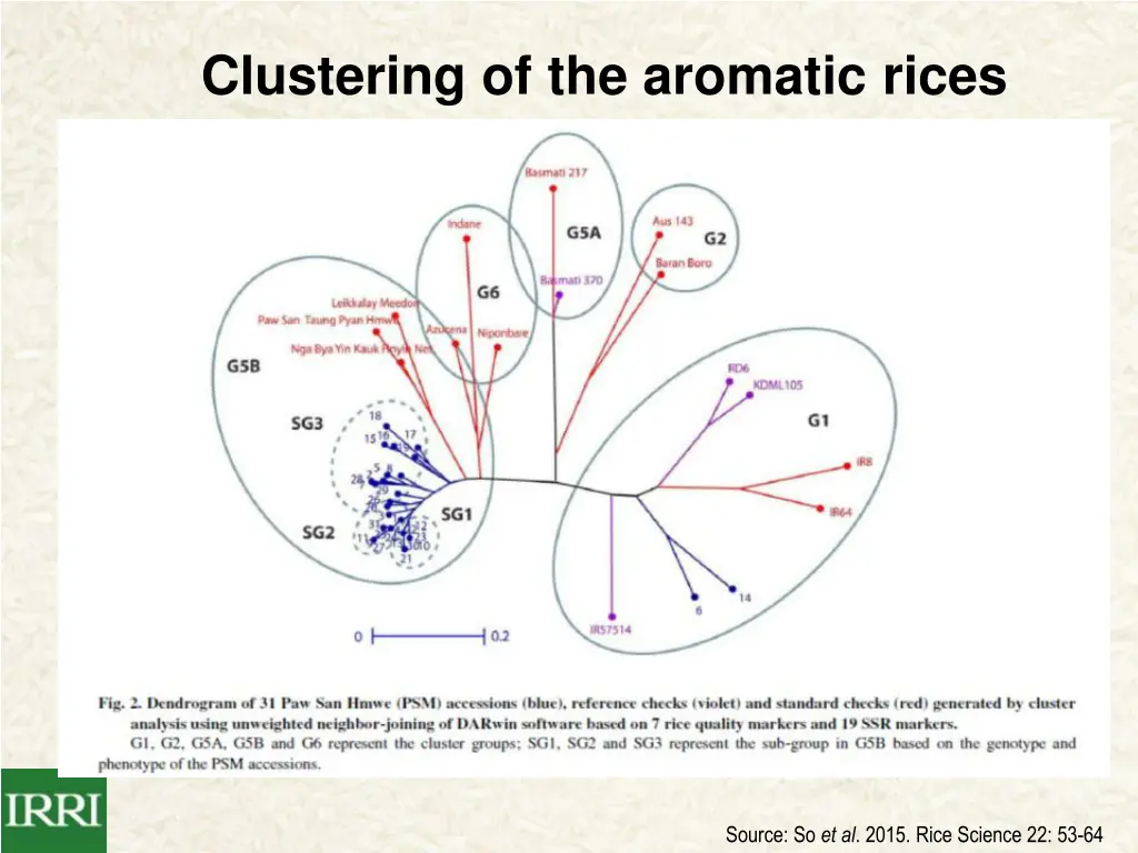 clustering of the aromatic rices