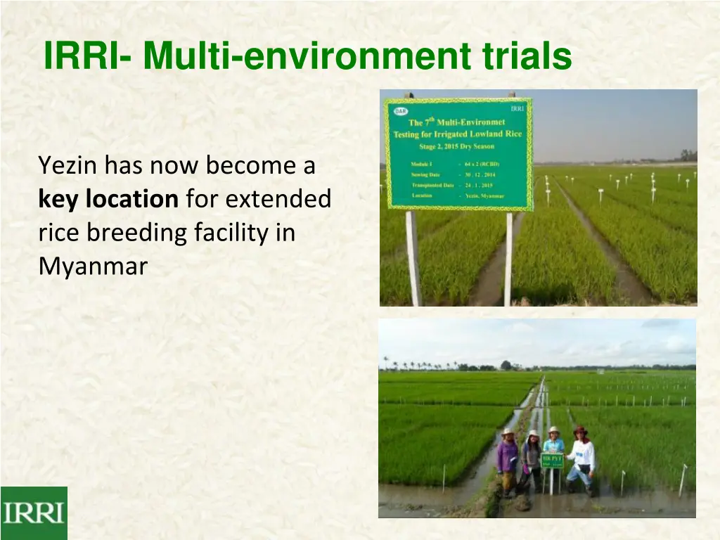 irri multi environment trials