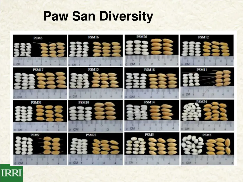 paw san diversity