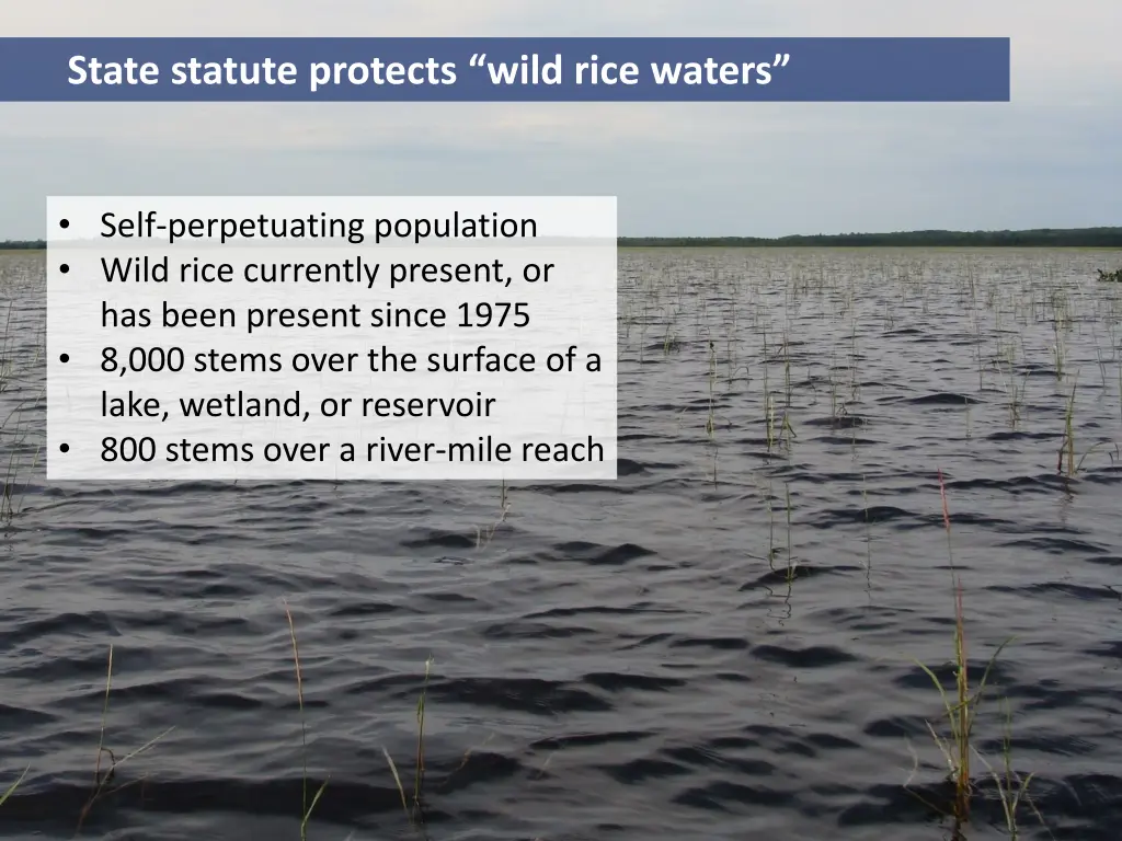 state statute protects wild rice waters