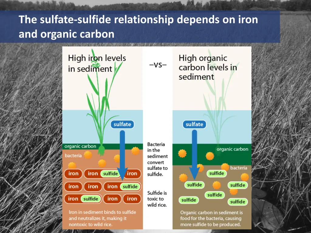 the sulfate sulfide relationship depends on iron