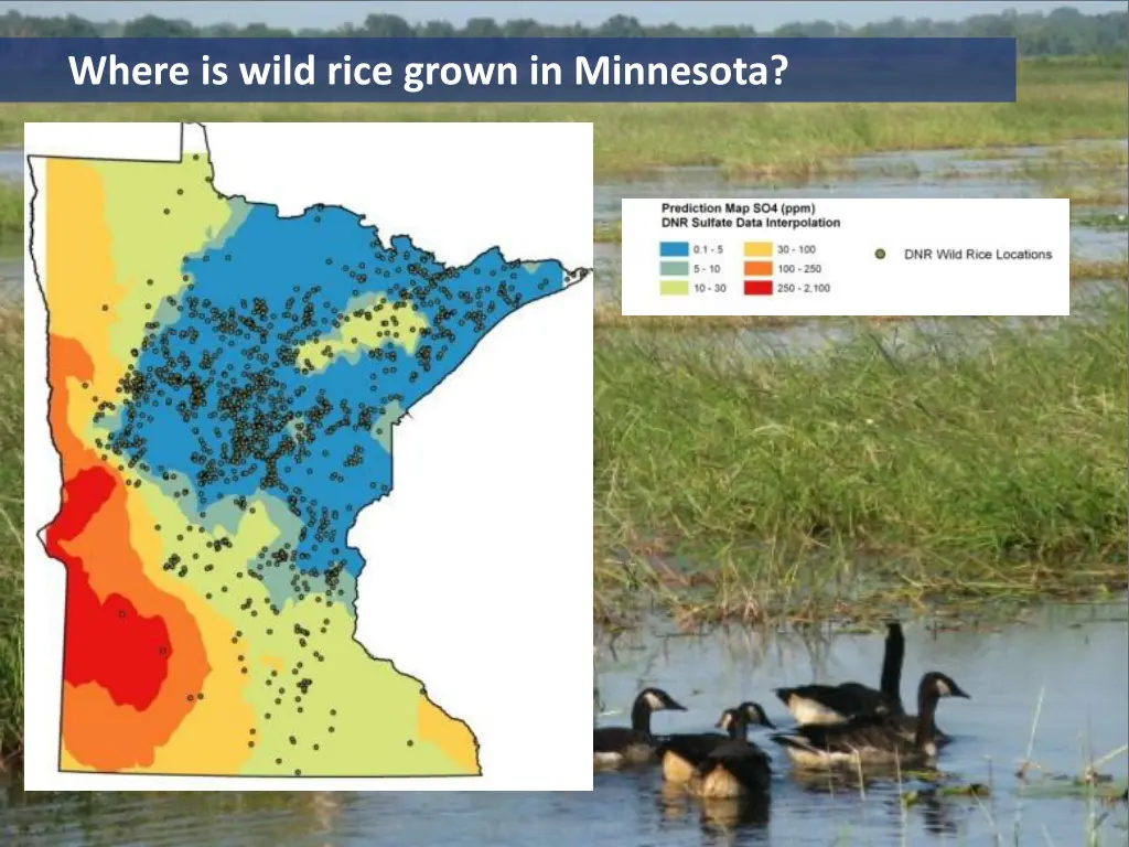 where is wild rice grown in minnesota