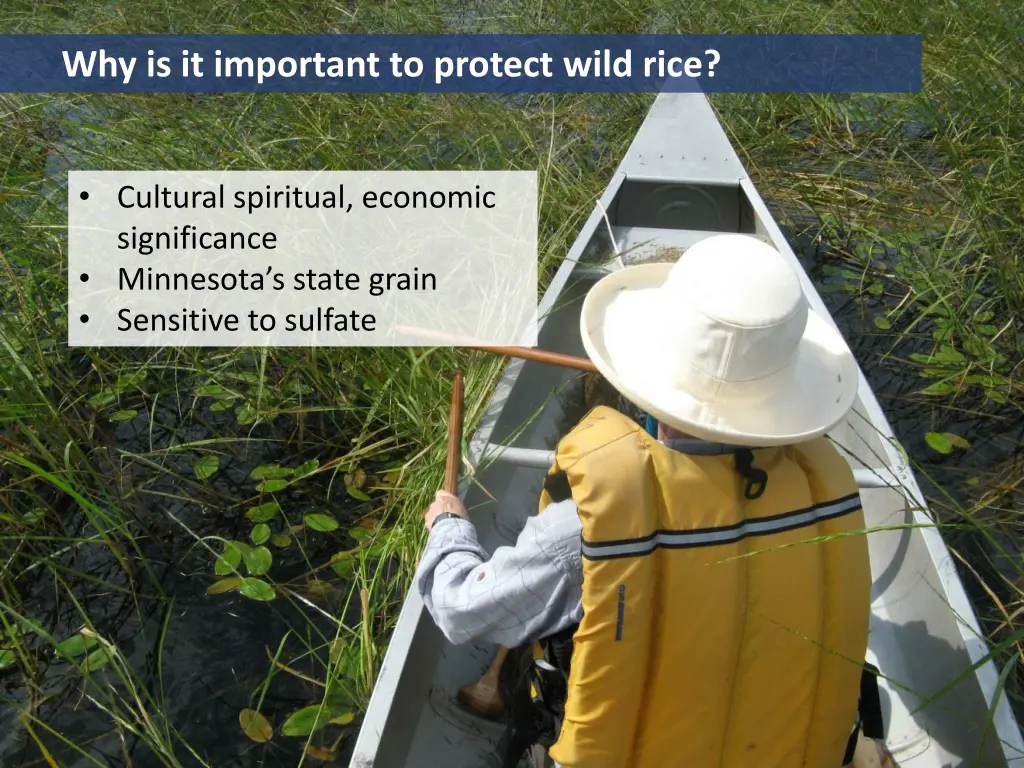 why is it important to protect wild rice