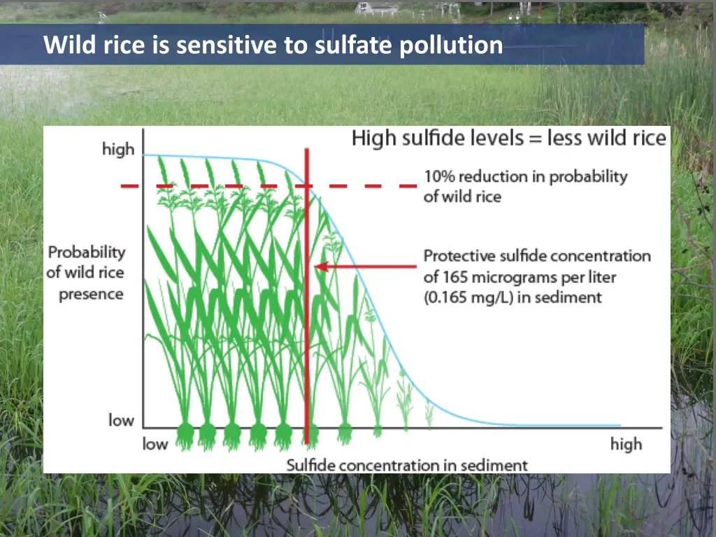 wild rice is sensitive to sulfate pollution