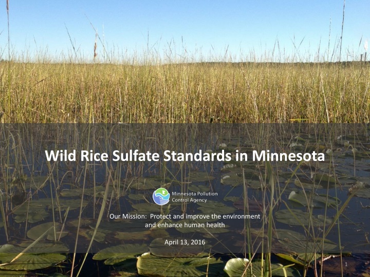 wild rice sulfate standards in minnesota