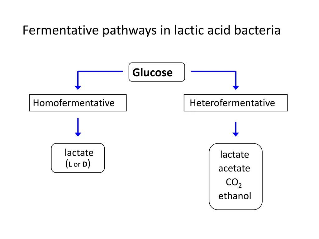 fermentative pathways in lactic acid bacteria