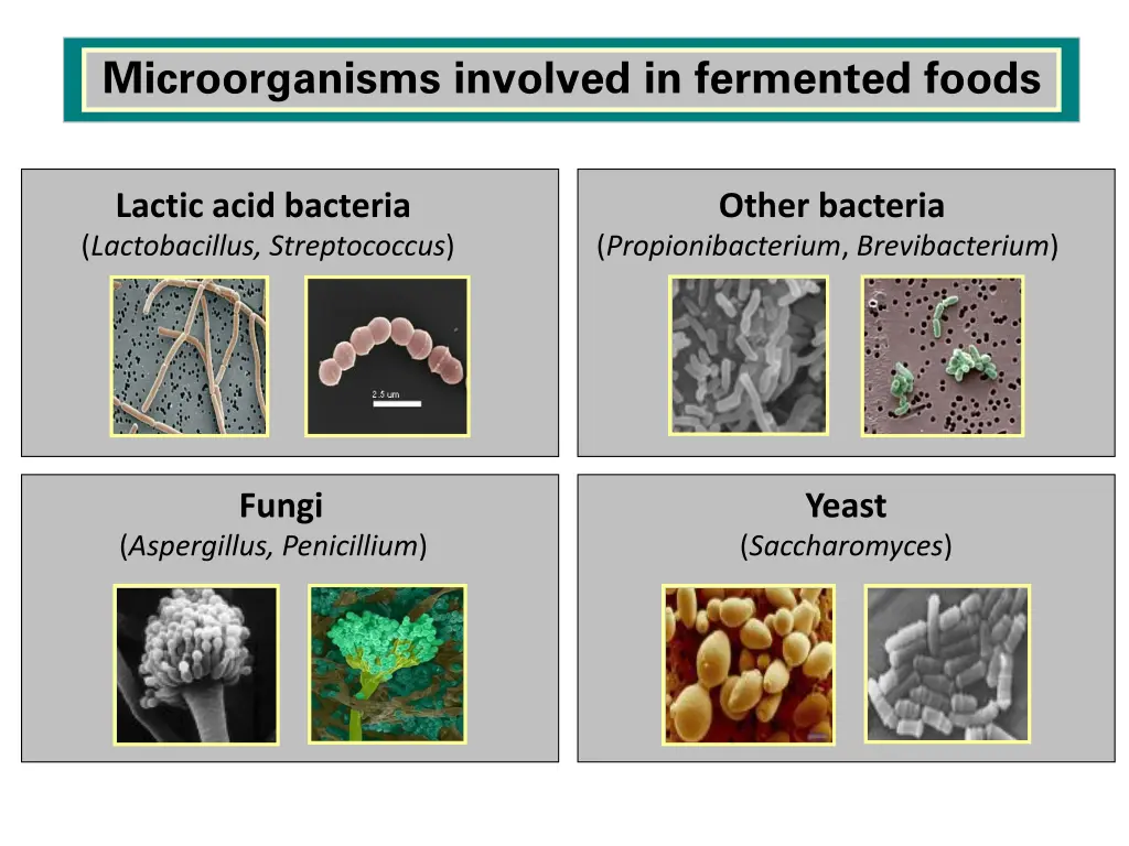 microorganisms involved in fermented foods