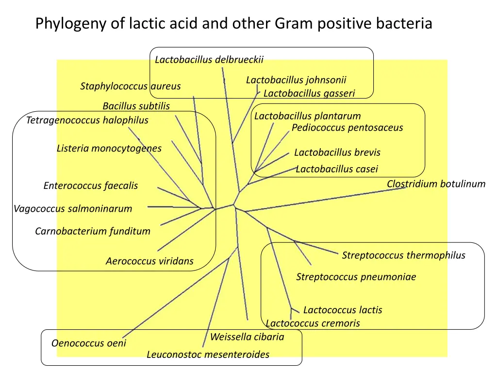 phylogeny of lactic acid and other gram positive