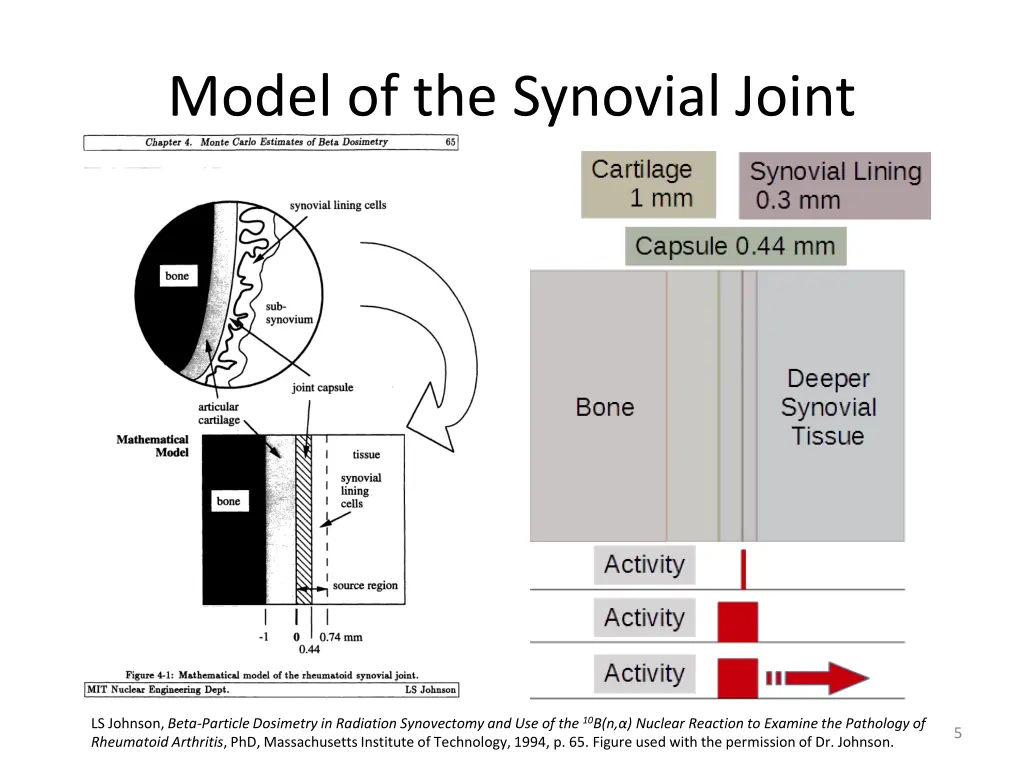 model of the synovial joint