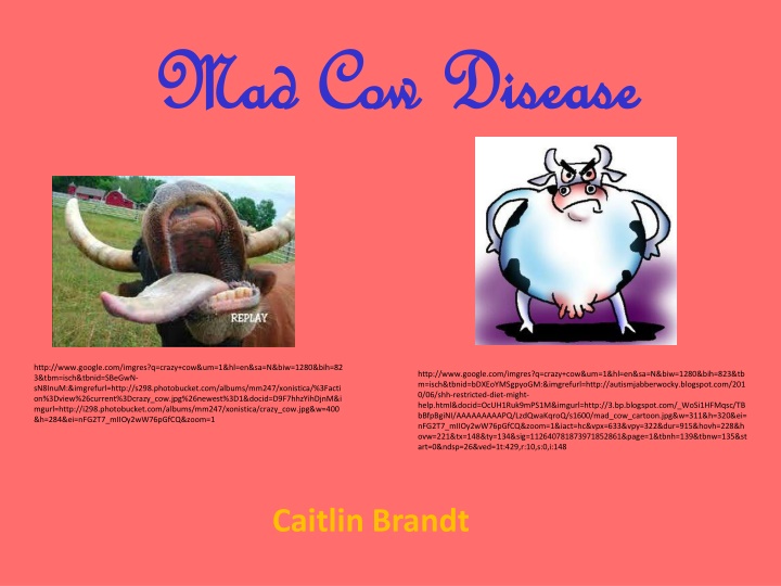 mad cow disease mad cow disease