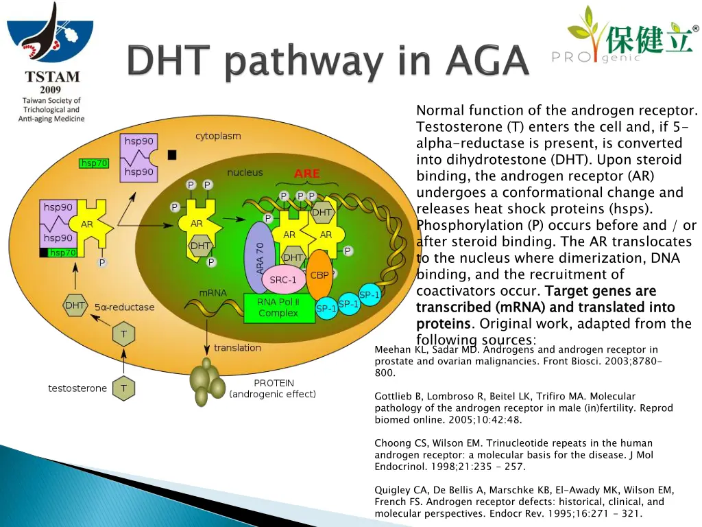 normal function of the androgen receptor