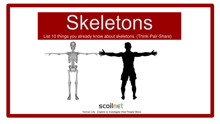 skeletons