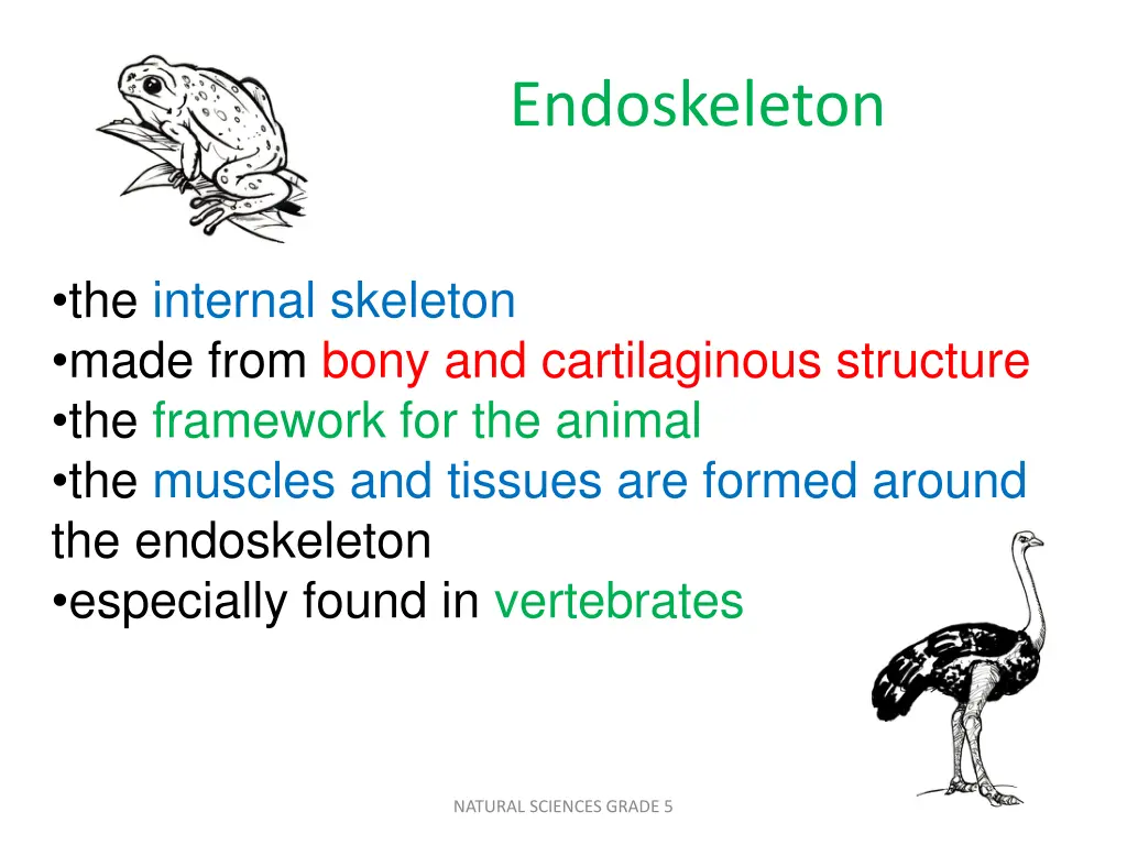 endoskeleton