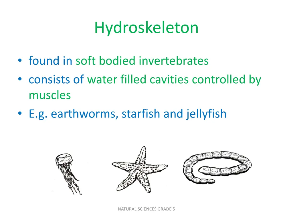 hydroskeleton