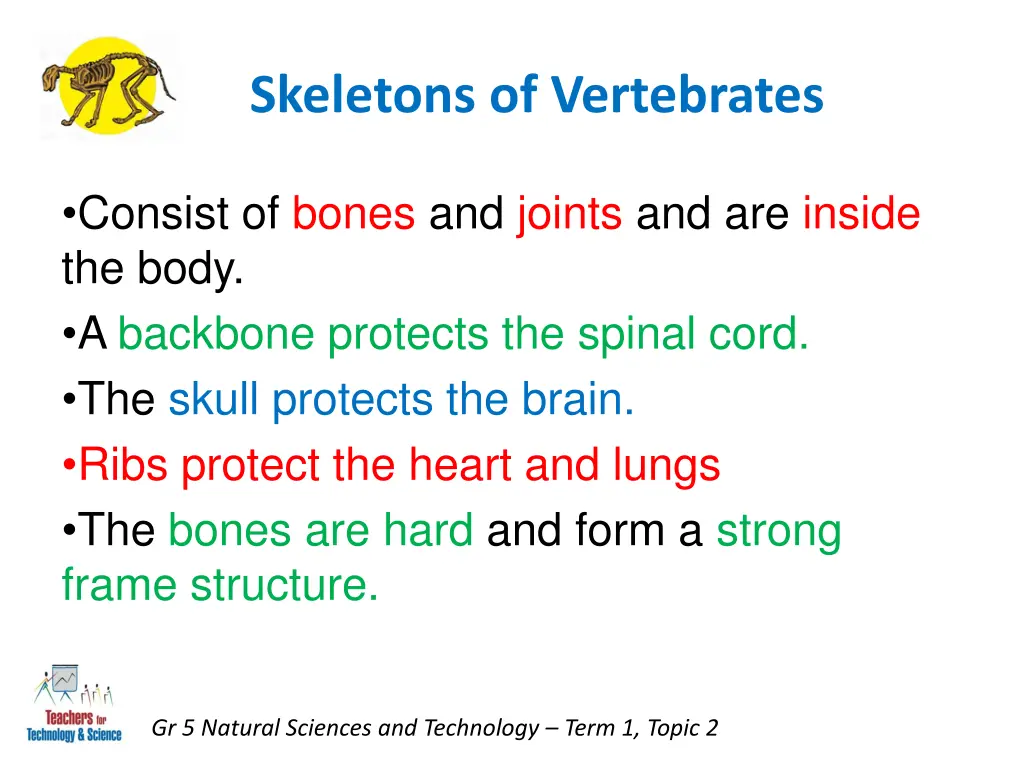 skeletons of vertebrates