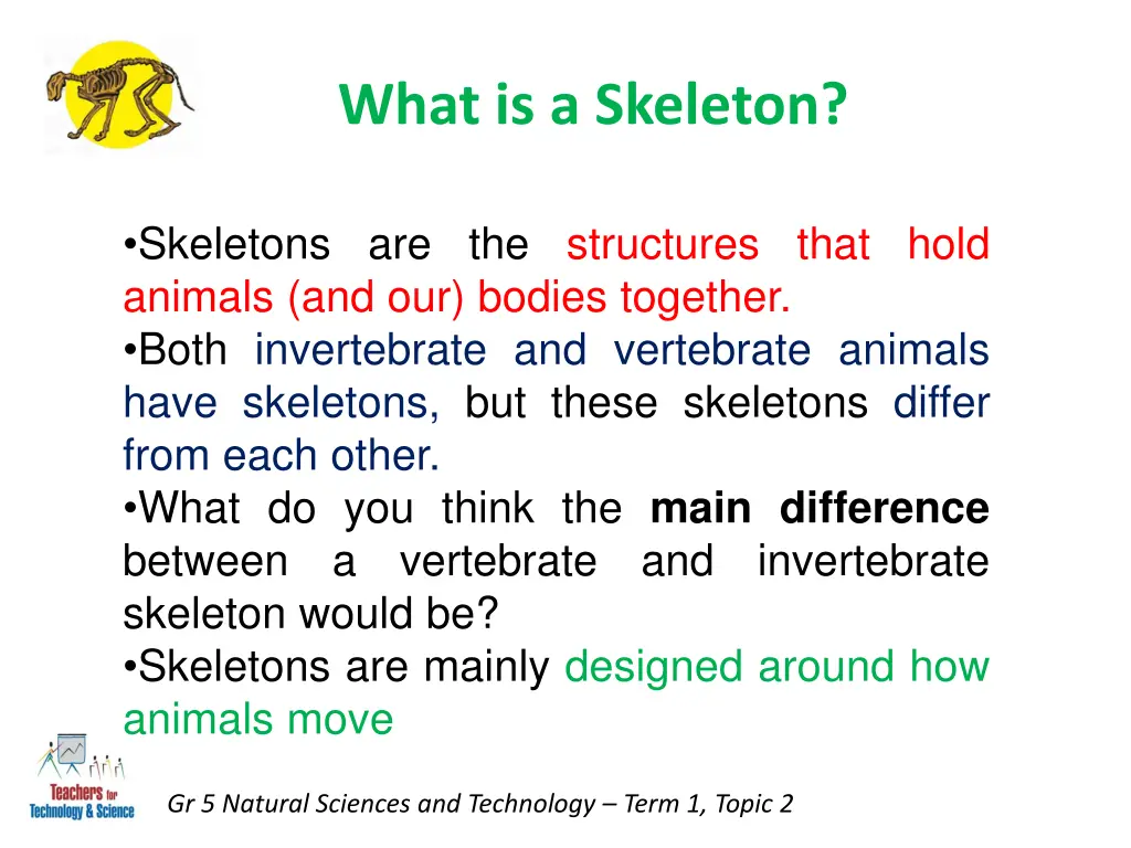 what is a skeleton