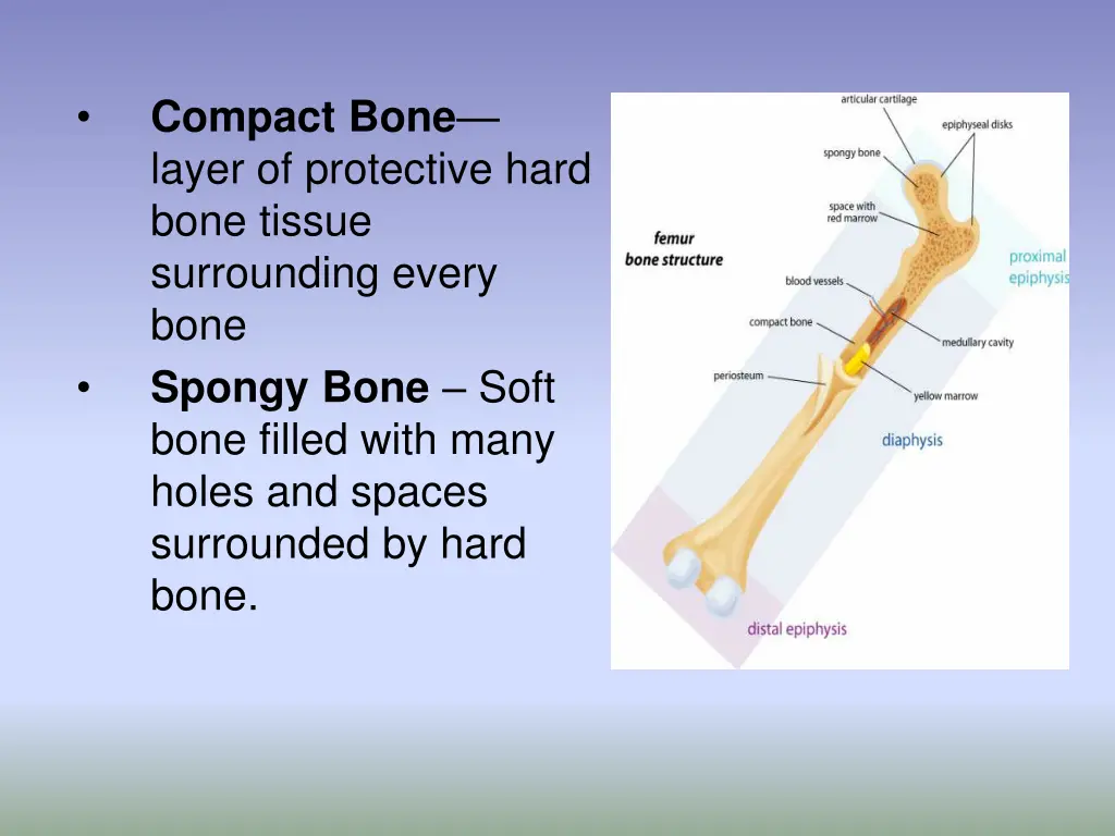 compact bone layer of protective hard bone tissue