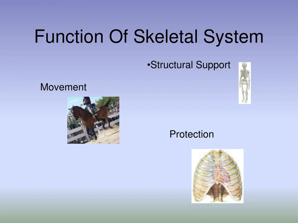 function of skeletal system