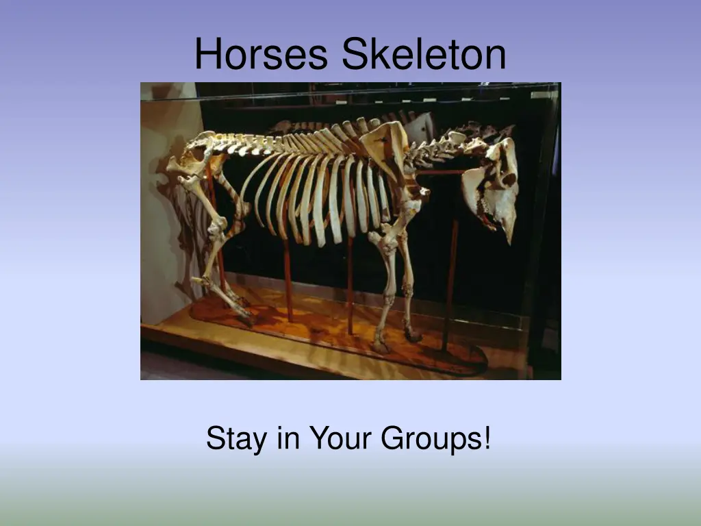 horses skeleton