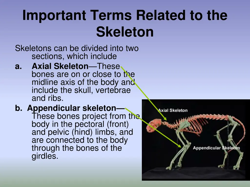 important terms related to the skeleton skeletons