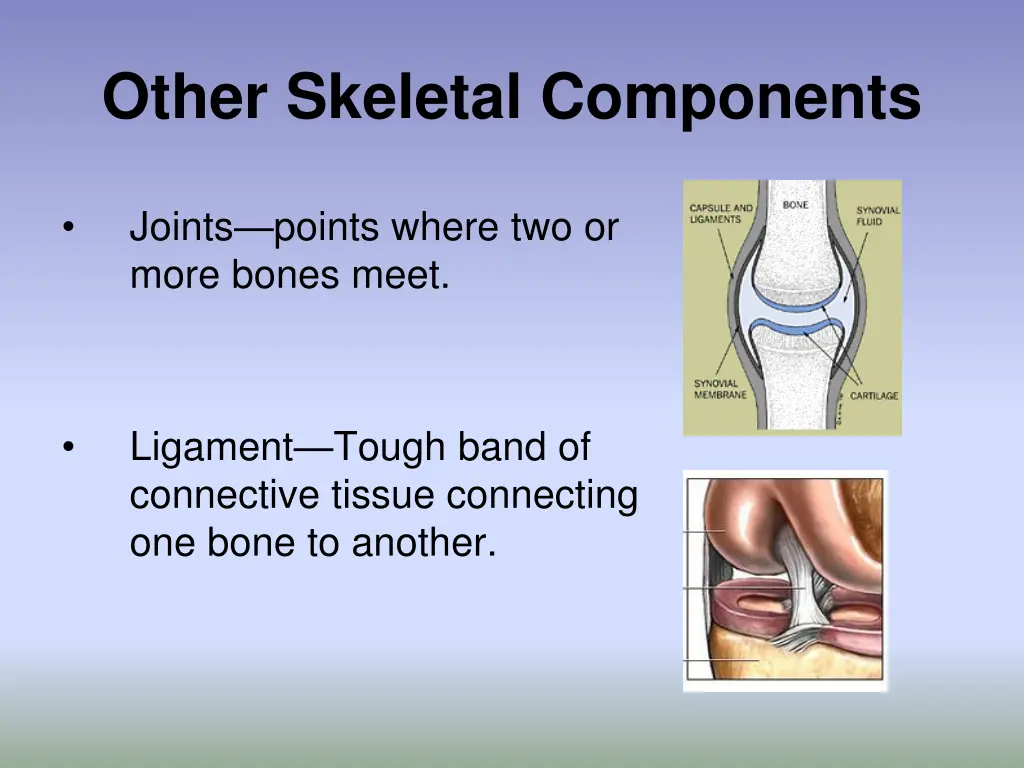 other skeletal components