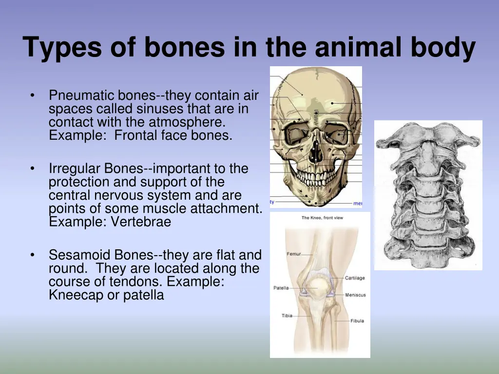 types of bones in the animal body 1