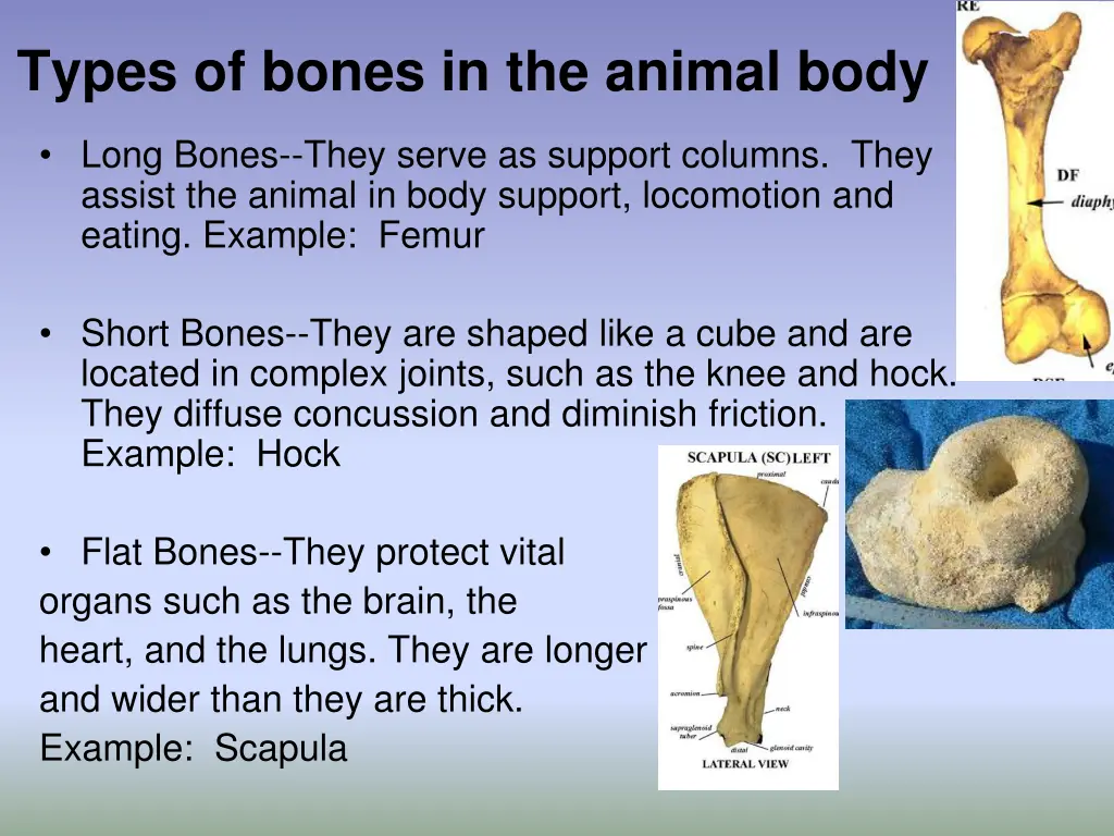 types of bones in the animal body