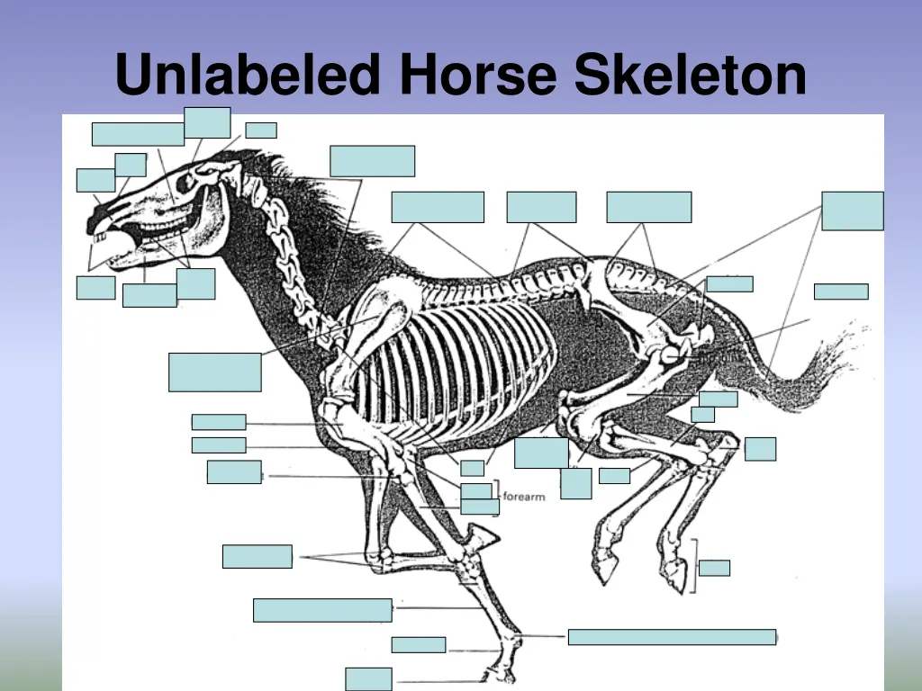 unlabeled horse skeleton