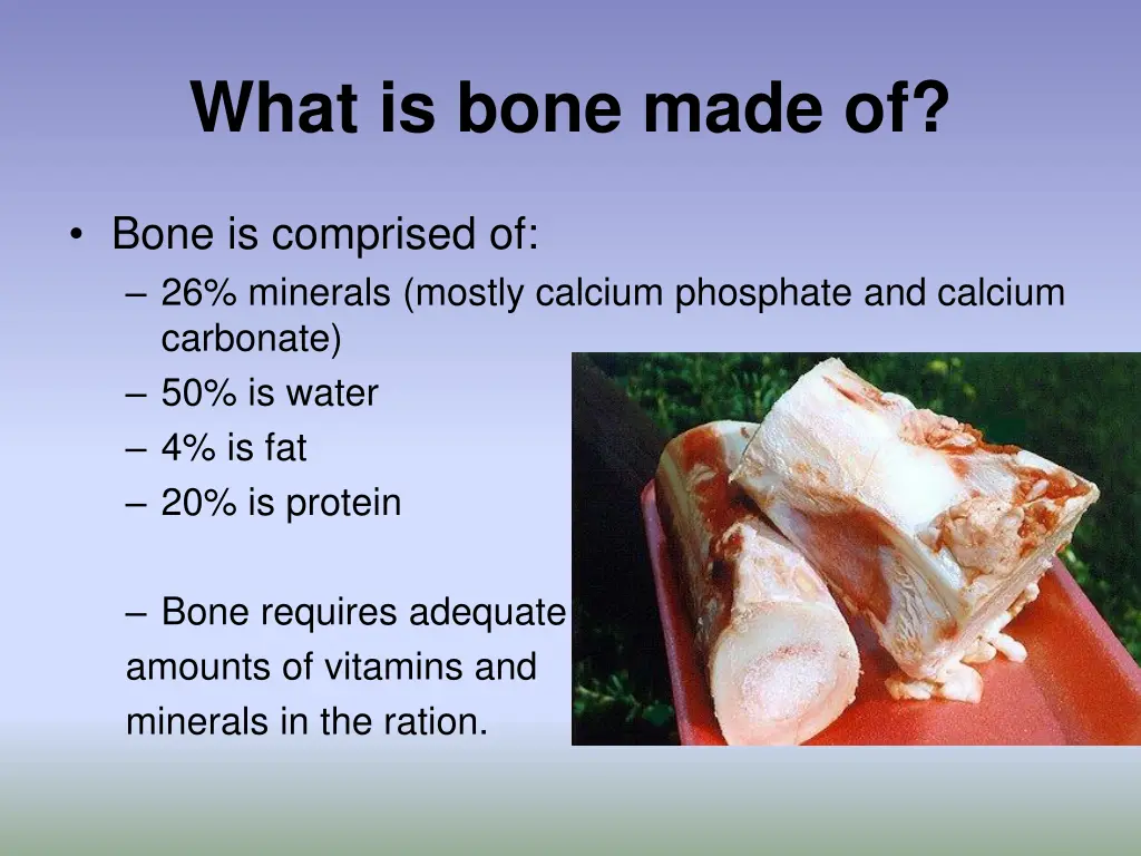 what is bone made of