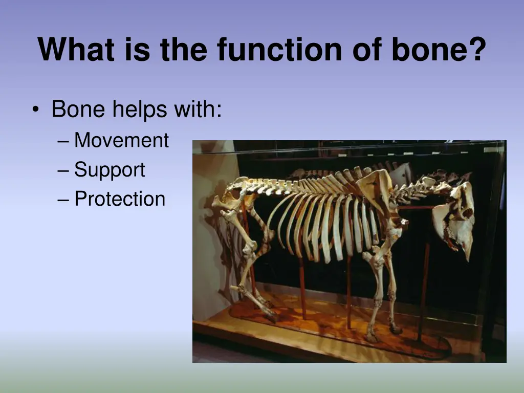 what is the function of bone