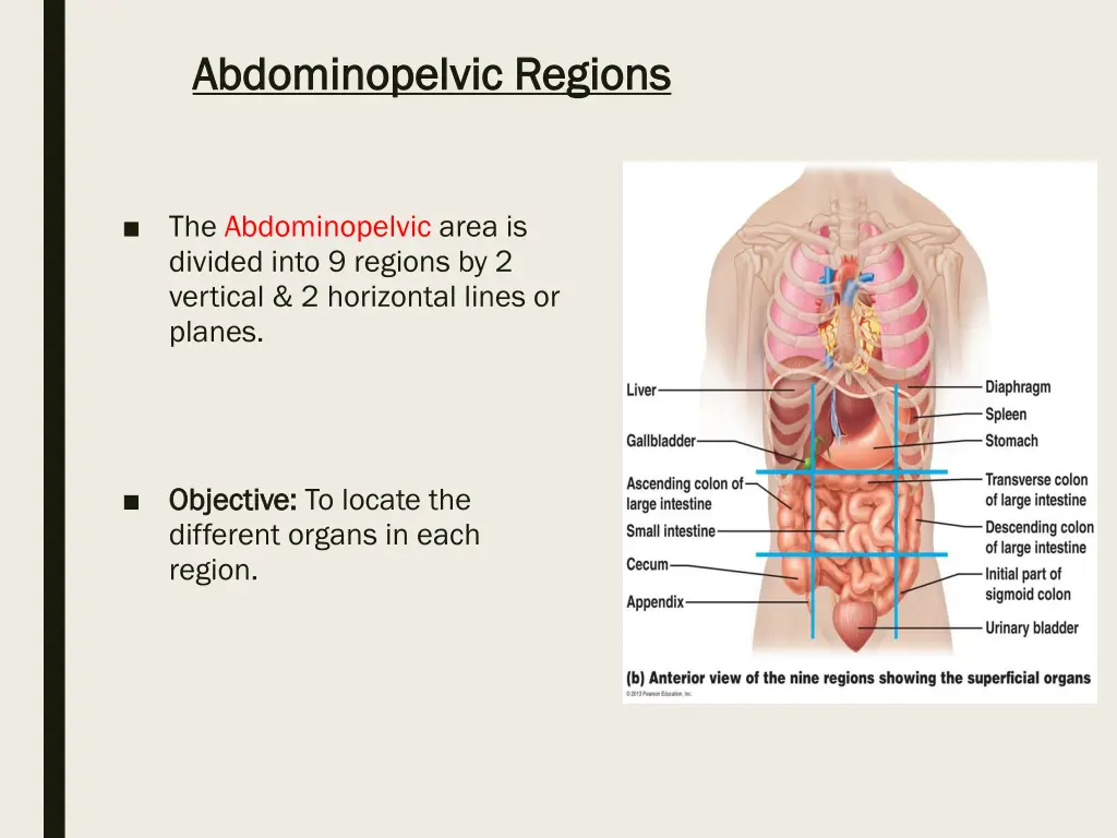 abdominopelvic regions abdominopelvic regions