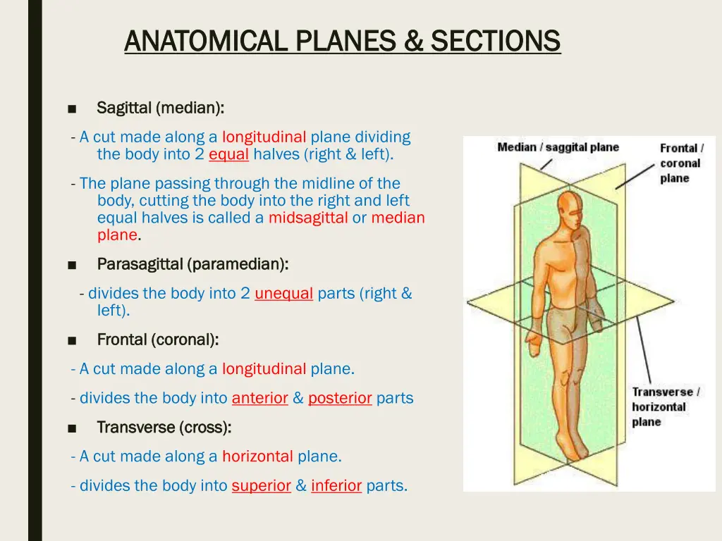 anatomical planes sections anatomical planes