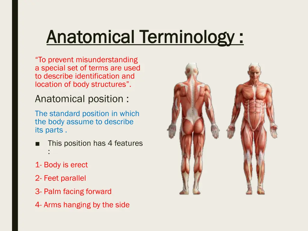 anatomical terminology anatomical terminology