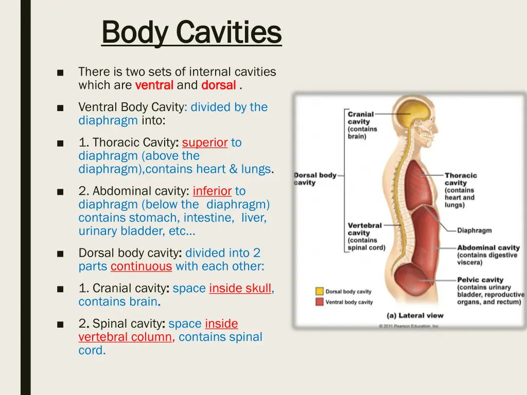 body cavities body cavities