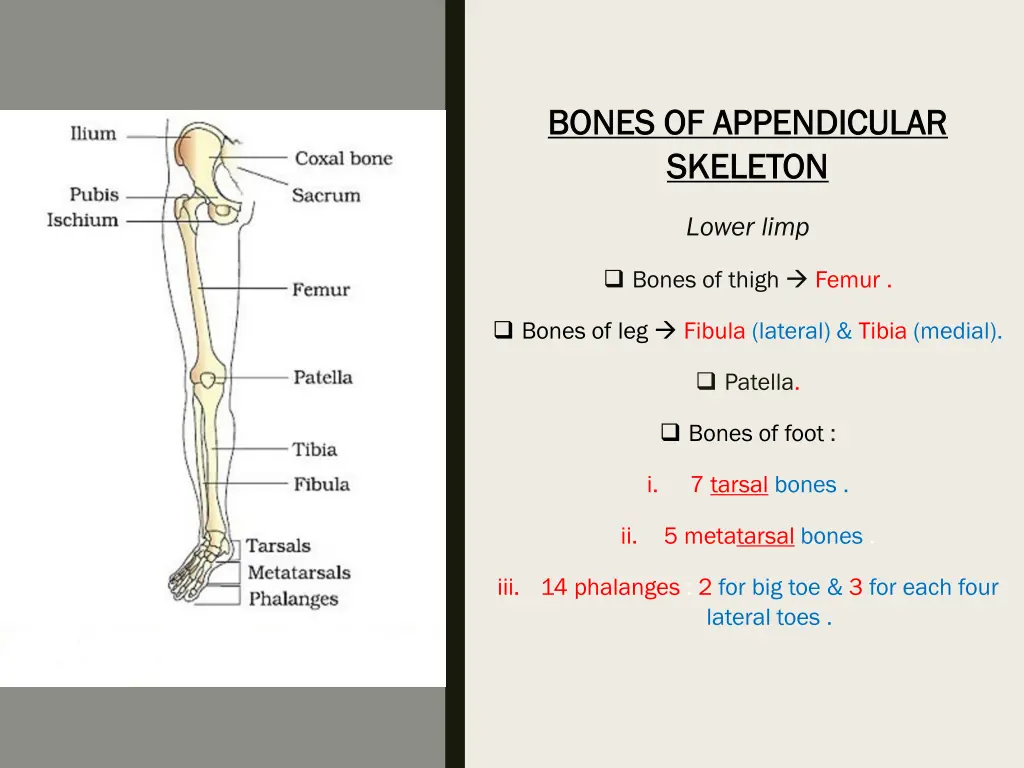 bones of appendicular bones of appendicular