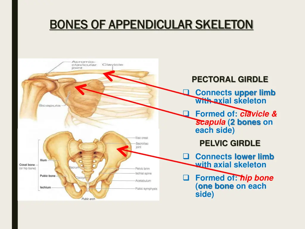 bones of appendicular skeleton bones