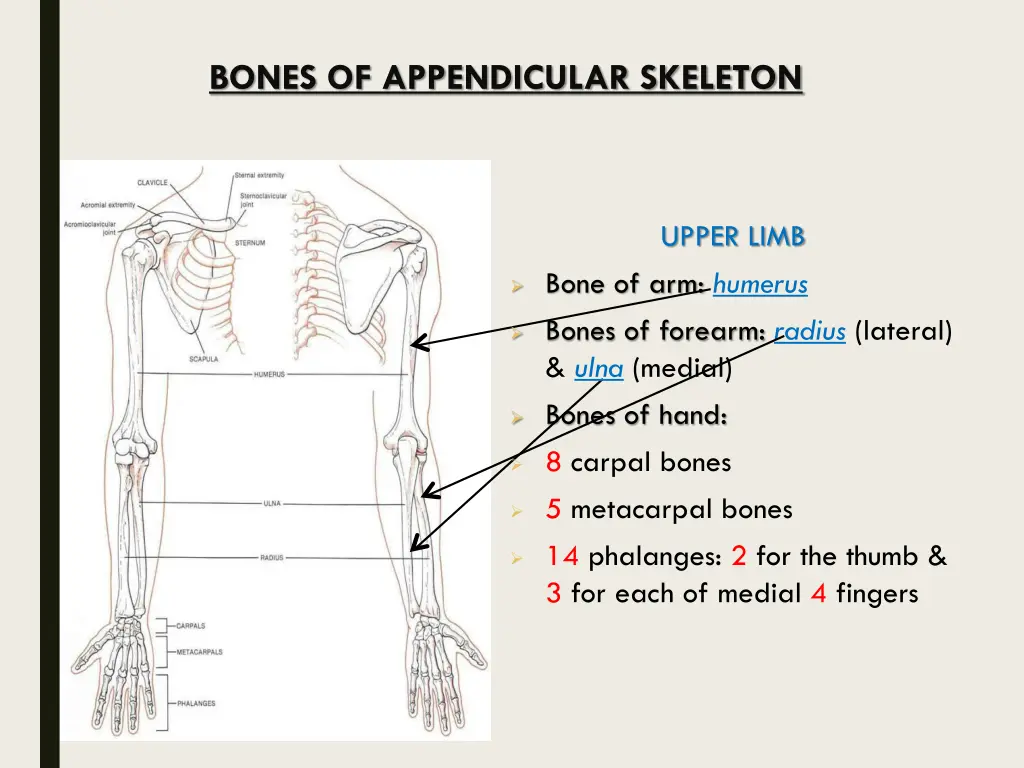 bones of appendicular skeleton