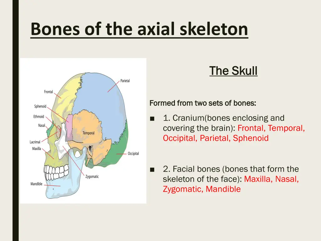 bones of the axial skeleton