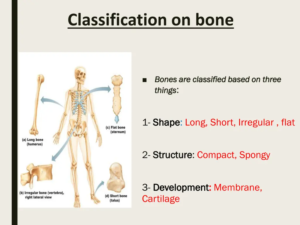 classification on bone