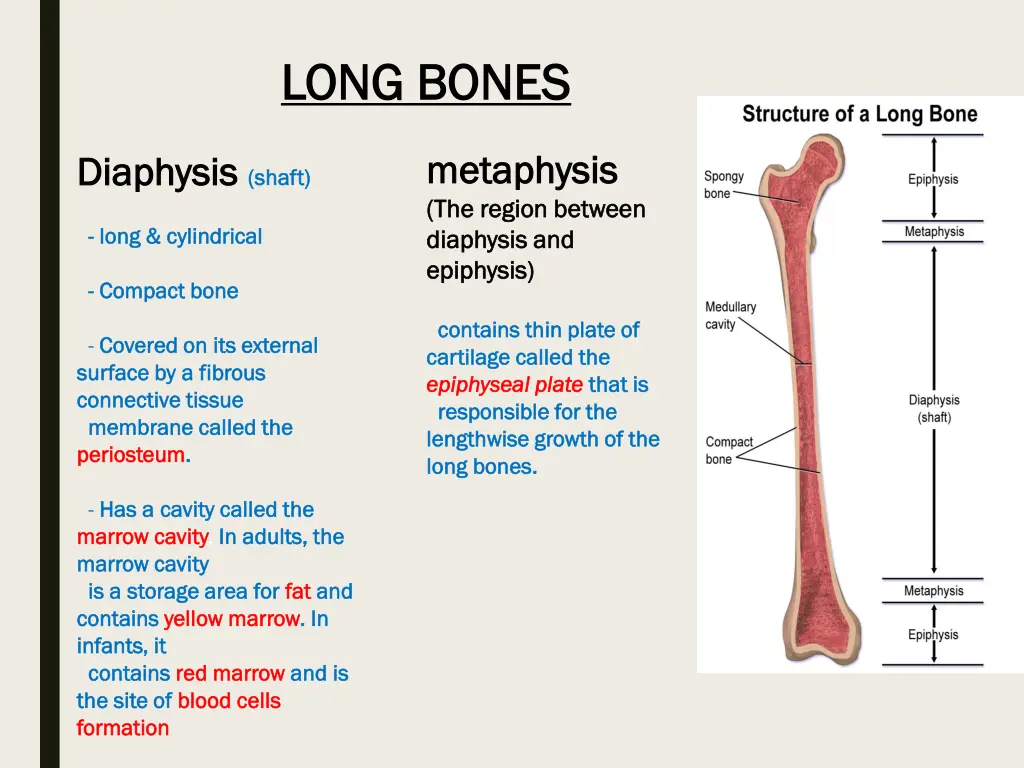 long bones long bones