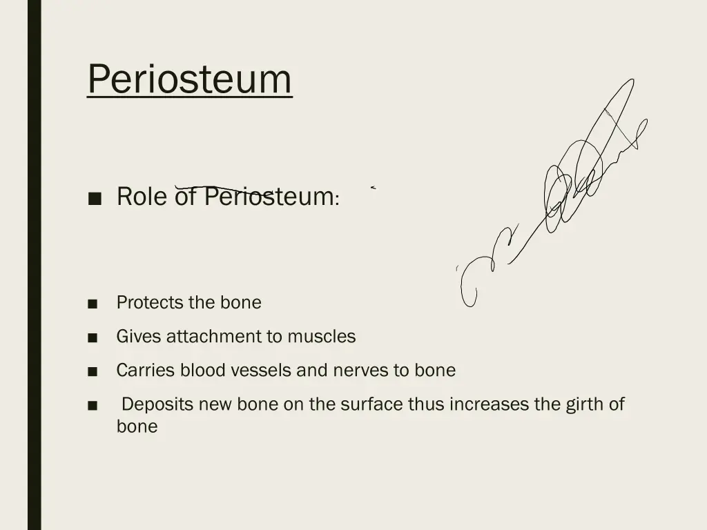 periosteum