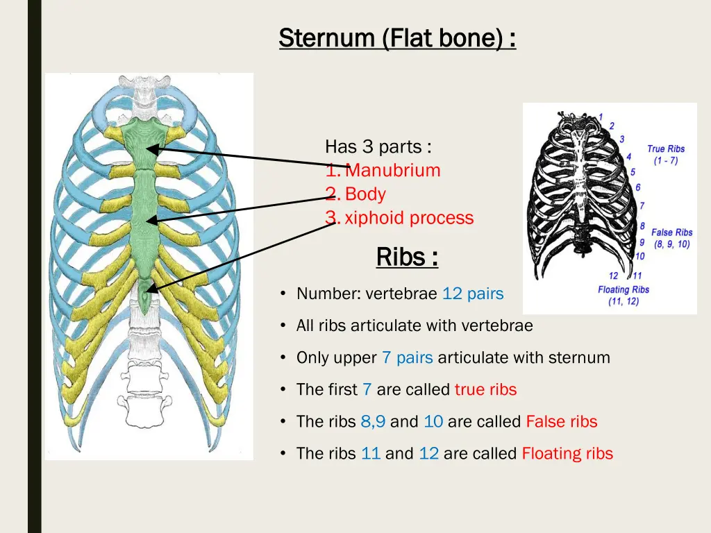 sternum flat bone sternum flat bone