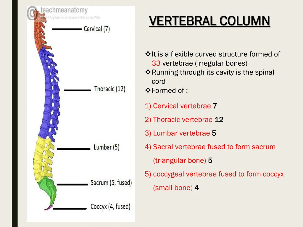 vertebral column vertebral column