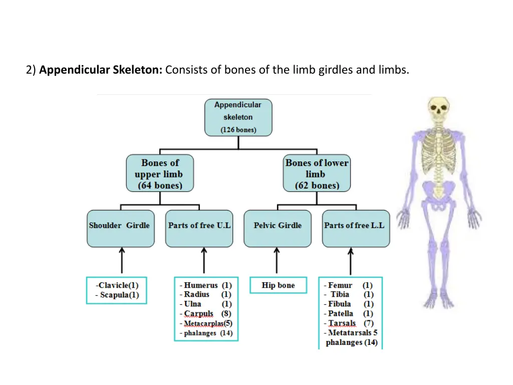 2 appendicular skeleton consists of bones